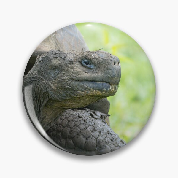 Artikelvorschau, Galapagos-Riesenschildkröte Nahaufnahme Wildtierfotografie Naturschutz Druck entworfen und verkauft von WildFrameNature.