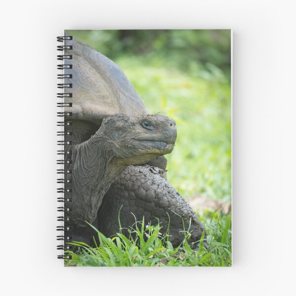Item preview, Galapagos Giant Tortoise Close Up Wildlife Photography Nature Conservation Print designed and sold by WildFrameNature.