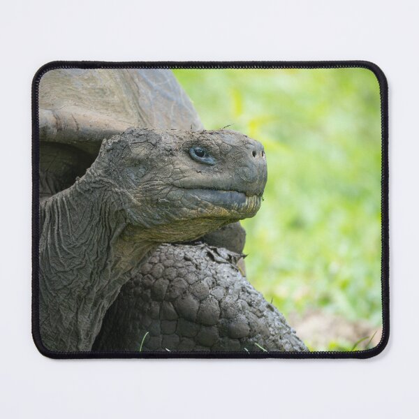 Item preview, Galapagos Giant Tortoise Close Up Wildlife Photography Nature Conservation Print designed and sold by WildFrameNature.