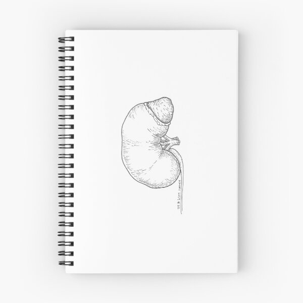 Item preview, Kidney Anatomy Ink Drawing designed and sold by Studio Hromi LLC.