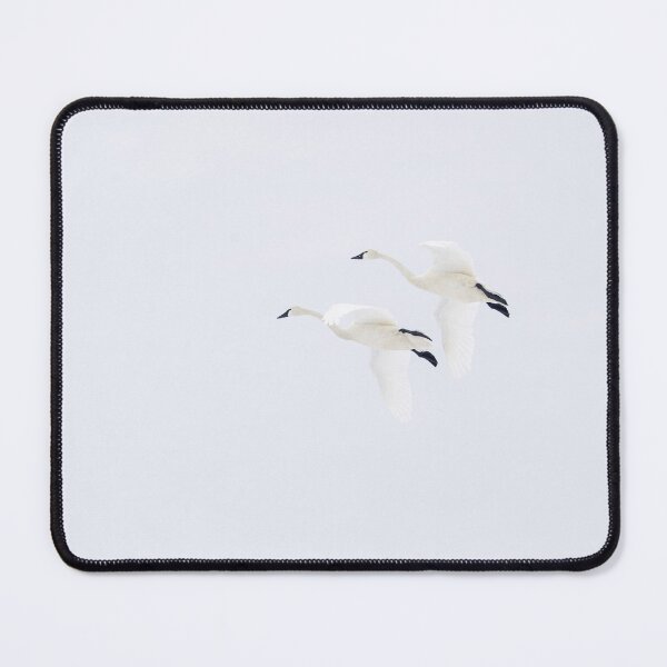 Item preview, A Pair of Tundra Swans in flight #2 3-20-2026 designed and sold by Thomasyoung.