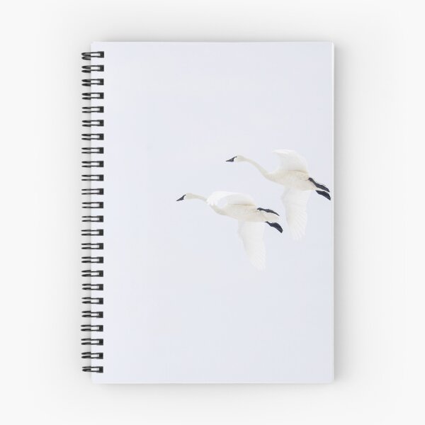 Item preview, A Pair of Tundra Swans in flight #2 3-20-2026 designed and sold by Thomasyoung.