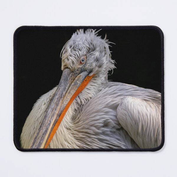 Item preview, Dalmatian pelican in close-up portrait – a detailed look at wildlife designed and sold by MS.photo.