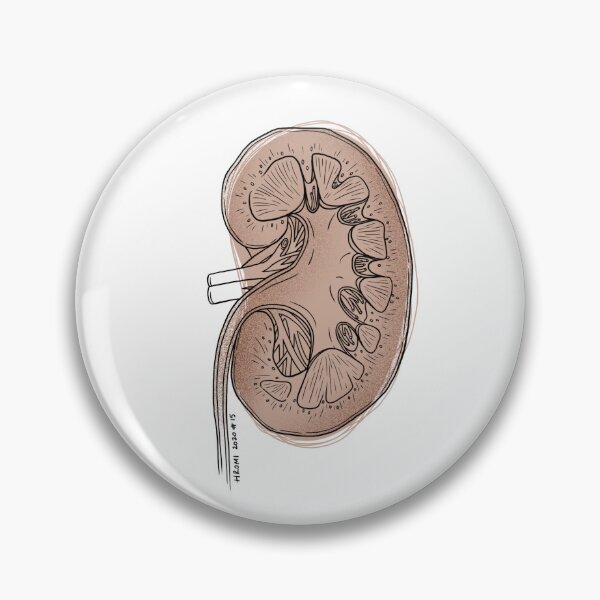 Item preview, Kidney Anatomy Line Drawing designed and sold by Studio Hromi LLC.