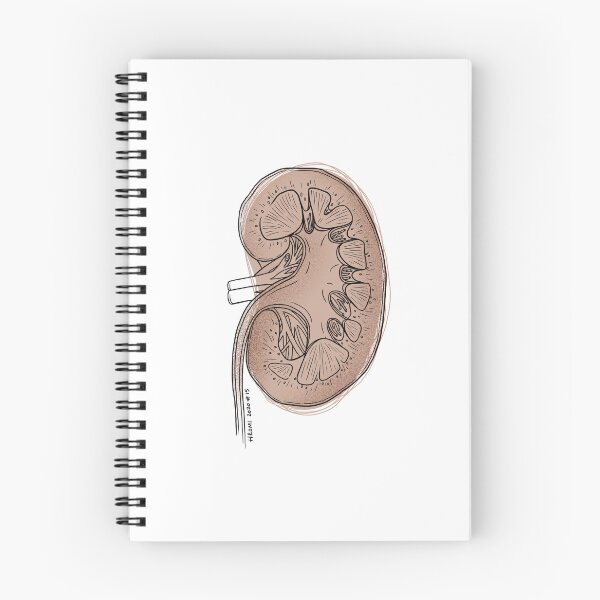 Item preview, Kidney Anatomy Line Drawing designed and sold by Studio Hromi LLC.