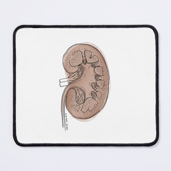 Item preview, Kidney Anatomy Line Drawing designed and sold by Studio Hromi LLC.