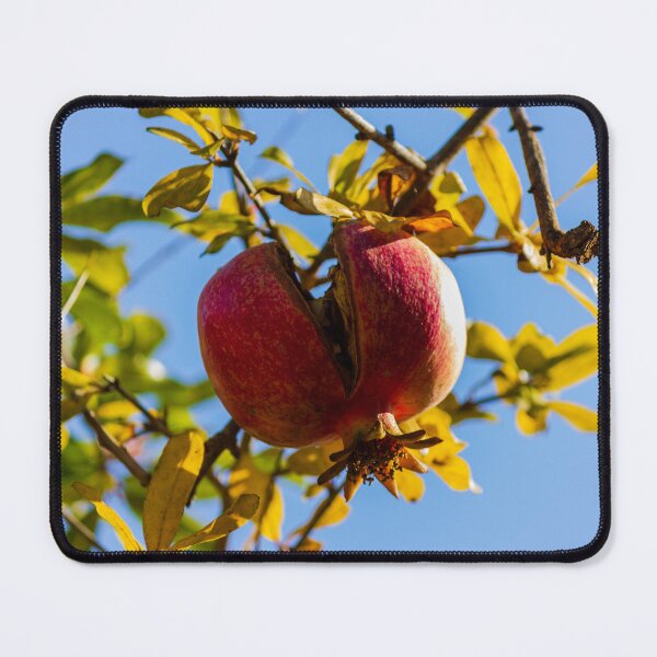 Item preview, Ripe Pomegranate Hanging on Tree Branch With Split Skin Against Blue Sky in Autumn designed and sold by Nmallia.