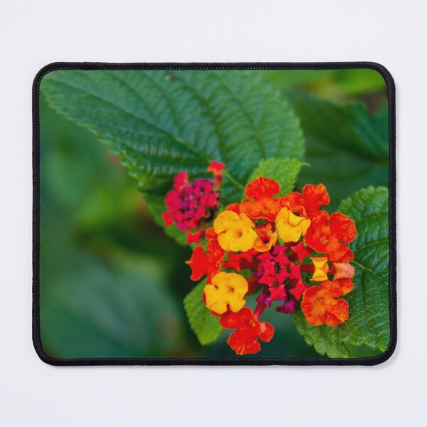 Item preview, Colorful Lantana Flower Cluster With Orange and Yellow Blossoms Against Green Leaves Close-Up designed and sold by Nmallia.