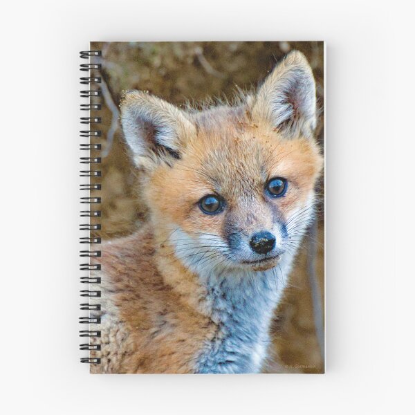 Item preview,  Young Fox Looks Out from a Forest Den designed and sold by AMacGPhilly.