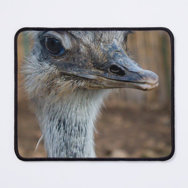 Item preview, Close-Up Portrait Of An Ostrich Head And Neck Showing Detailed Feathers And Expression designed and sold by Nmallia.