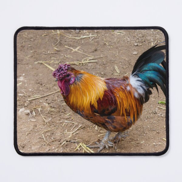 Item preview, Colorful Rooster Walking on Dirt Farmyard With Iridescent Tail Feathers and Bright Red Comb designed and sold by Nmallia.