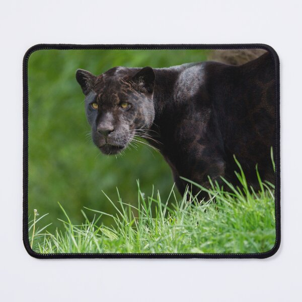 Item preview, Black Jaguar That Owns the Light designed and sold by rawshutterbug.