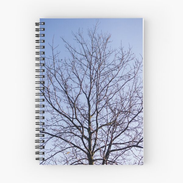 Item preview, Bare Winter Tree With Intricate Branches Against A Clear Blue Sky At Sunrise designed and sold by Nmallia.