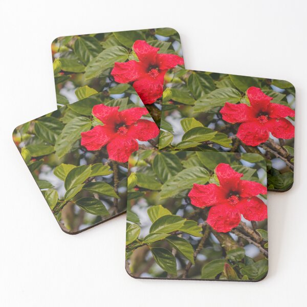 Item preview, Red Hibiscus Flower With Dew On Tropical Green Leaves In Garden Close-Up designed and sold by Nmallia.