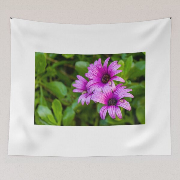 Item preview, Close-Up of Vibrant Purple African Daisies With Water Droplets in a Green Garden designed and sold by Nmallia.