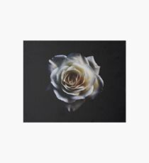 Classic white rose Art Board