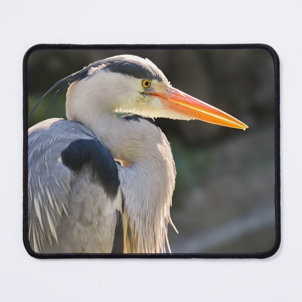 Item preview, Photograph of a Grey Heron, Natural Elegance designed and sold by MS.photo.