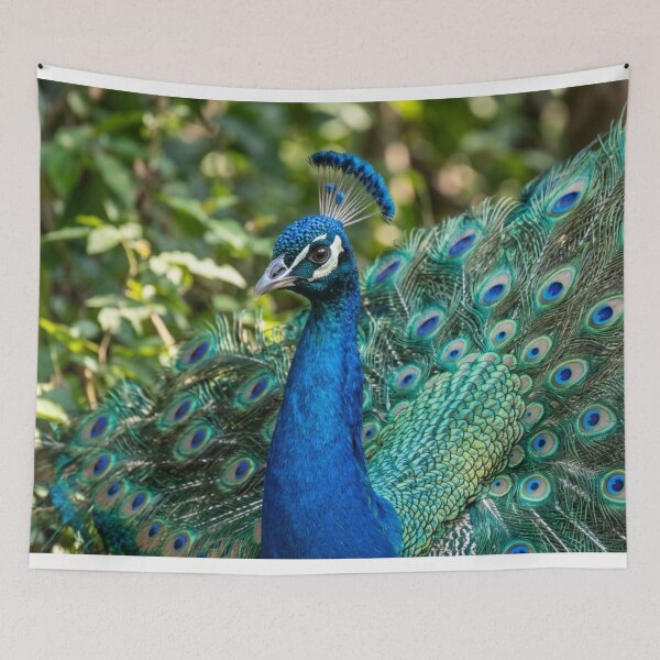 Item preview, Magnificent peacock designed and sold by Malisa345.