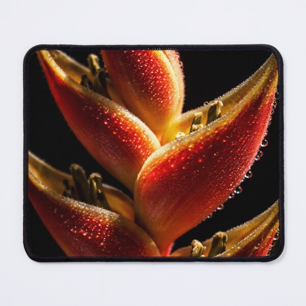Item preview, Close-up of a Heliconia plant with vibrant designed and sold by Crisverona.