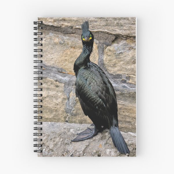 Artikelvorschau, Der europäische Kormoran, entworfen und verkauft von Tom McPherson Photography.
