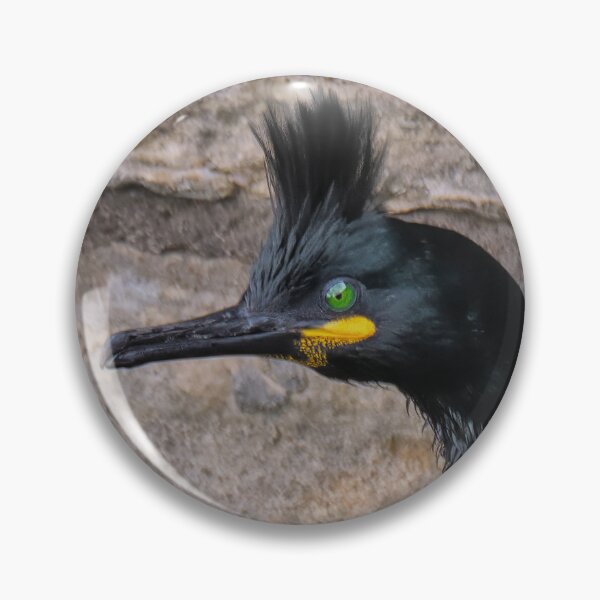 Item preview, European Shag in Breeding Colours designed and sold by Tom McPherson Photography.
