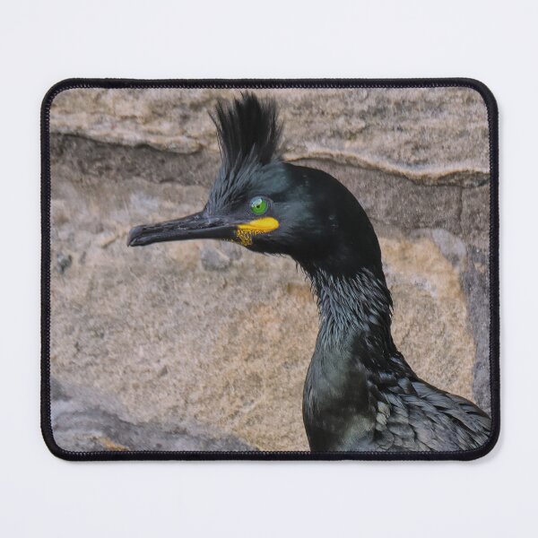 Item preview, European Shag in Breeding Colours designed and sold by Tom McPherson Photography.