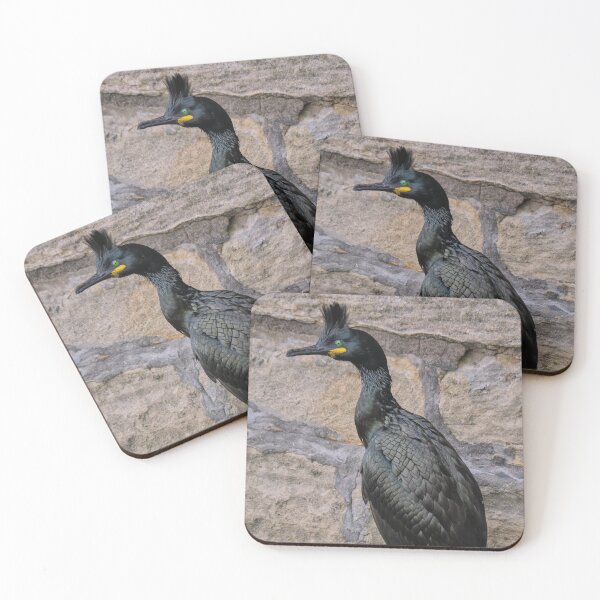 Item preview, European Shag in Breeding Colours designed and sold by Tom McPherson Photography.