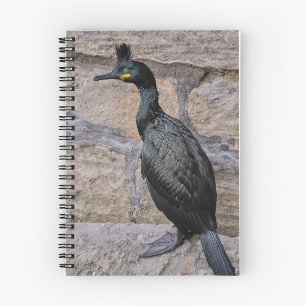 Item preview, European Shag in Breeding Colours designed and sold by Tom McPherson Photography.
