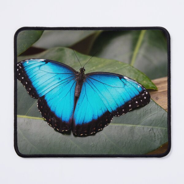 Item preview, Bright blue Morpho – Tropical butterfly with iridescent reflections designed and sold by MS.photo.