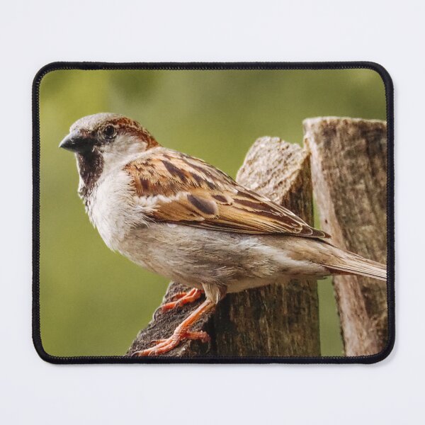 Item preview, House Sparrow designed and sold by MS.photo.