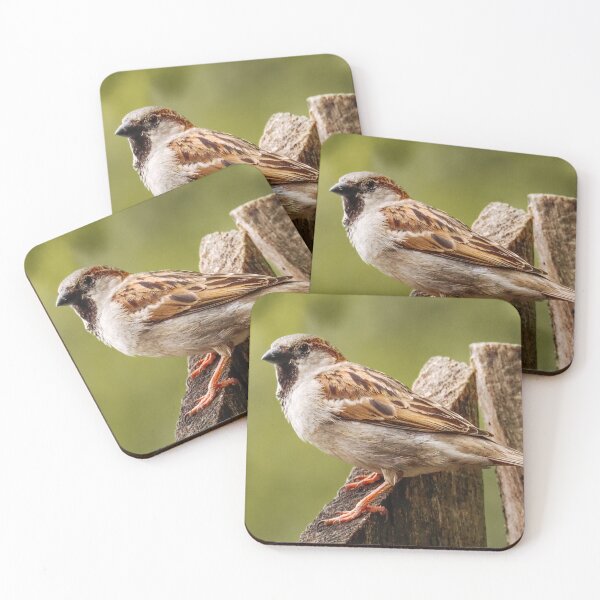 Item preview, House Sparrow designed and sold by MS.photo.