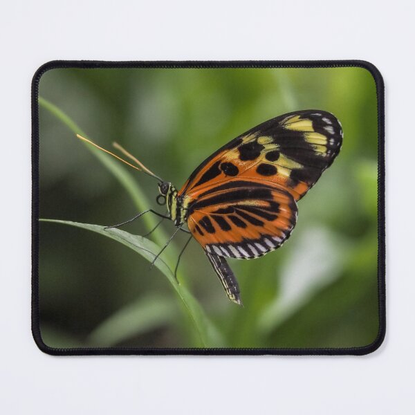 Item preview, Heliconius hecale designed and sold by MS.photo.