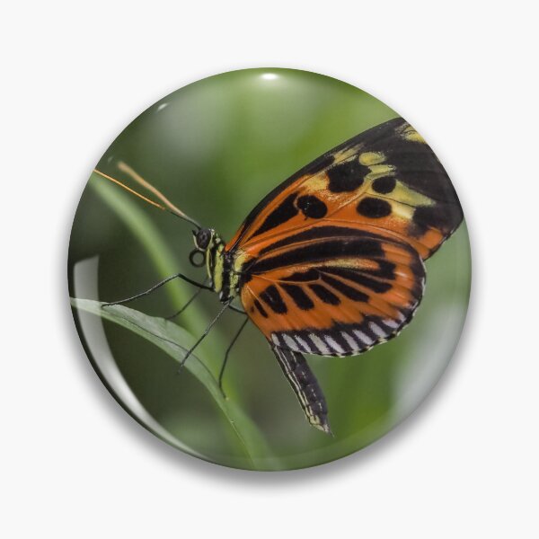 Item preview, Heliconius hecale designed and sold by MS.photo.