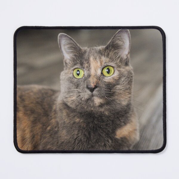 Item preview, Tortoiseshell Cat Portrait Fine Art Pet Photography designed and sold by MDCCo.