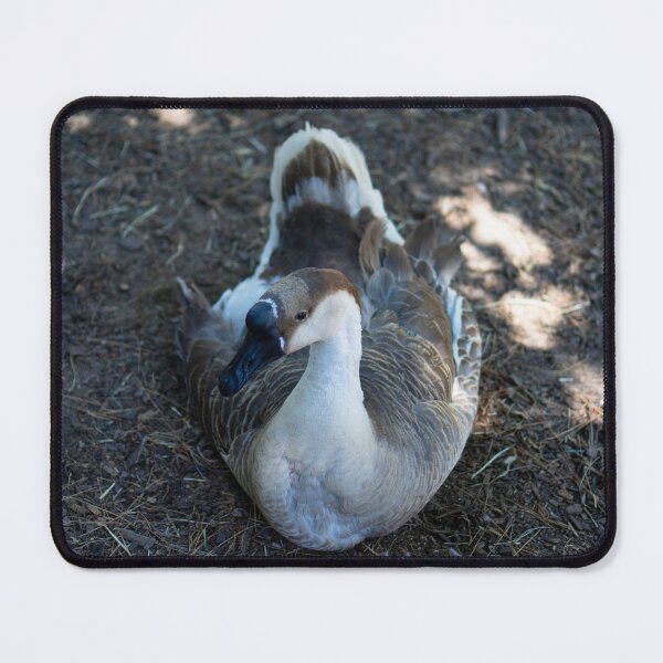 Item preview, African Goose Close Up Wildlife Photography designed and sold by MDCCo.