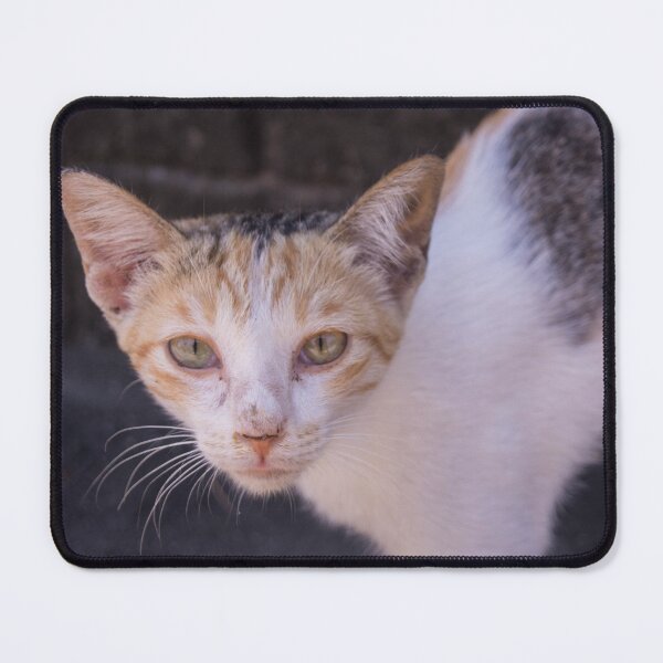 Item preview, nice looking cat designed and sold by ROSE ANN BANILAR.