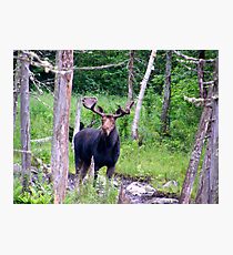 Bull Moose Photographic Print