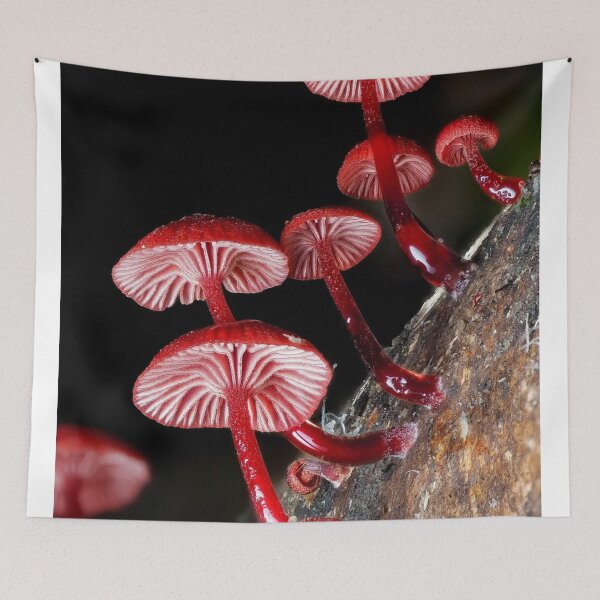 Item preview, Magical Cessna Aircraft Company eForest Mushroom Vibes designed and sold by Peachsocute.