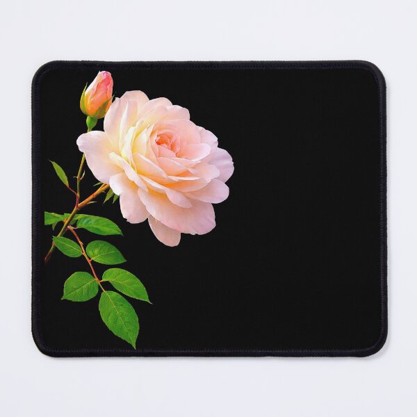 Item preview, Luxury Delicate Pink Rose wth a Bud Close-up Shapes Mania designed and sold by Shapes-Mania.