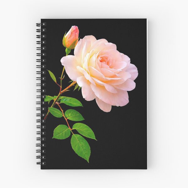 Item preview, Luxury Delicate Pink Rose wth a Bud Close-up Shapes Mania designed and sold by Shapes-Mania.
