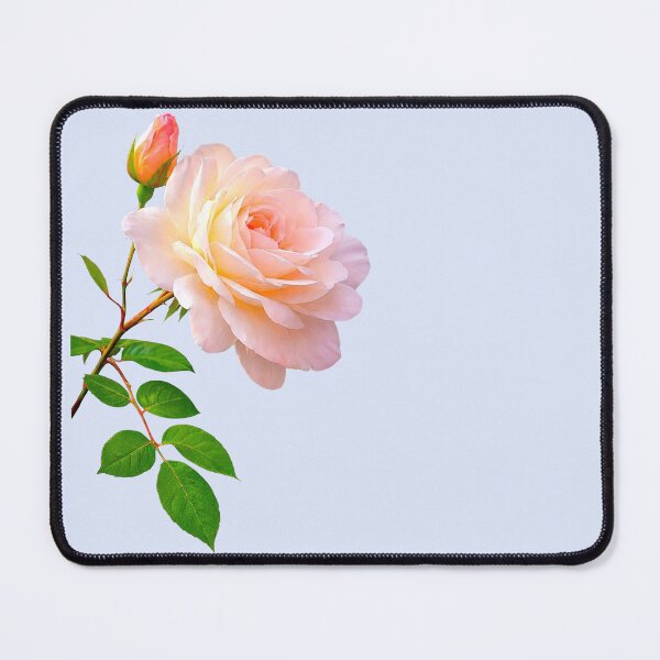 Item preview, Luxury Delicate Pink Rose wth a Bud Close-up on Grey Shapes Mania designed and sold by Shapes-Mania.