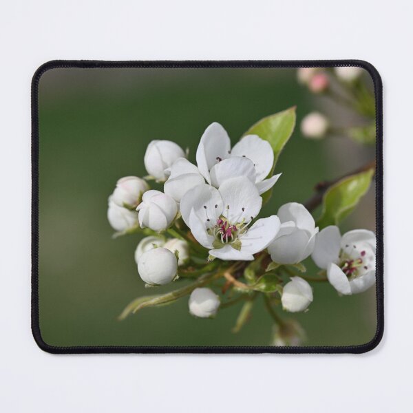 Item preview, White blossoms  designed and sold by Cblifeisgood.