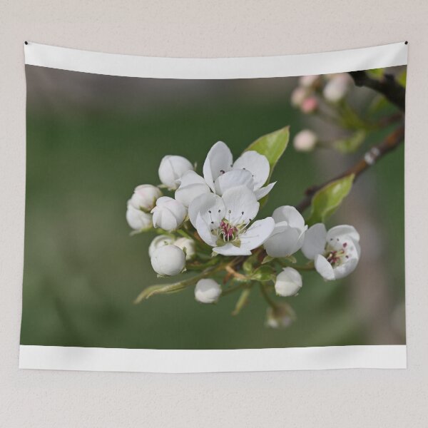 Item preview, White blossoms  designed and sold by Cblifeisgood.