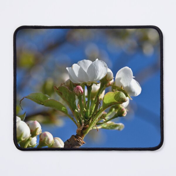 Item preview, Plum blossoms getting ready to open designed and sold by Cblifeisgood.
