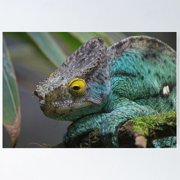 Item preview, Parson's Chameleon designed and sold by LeanneAllen.