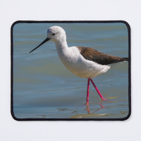 Item preview, Black Winged Stilt designed and sold by Ralph Goldsmith.