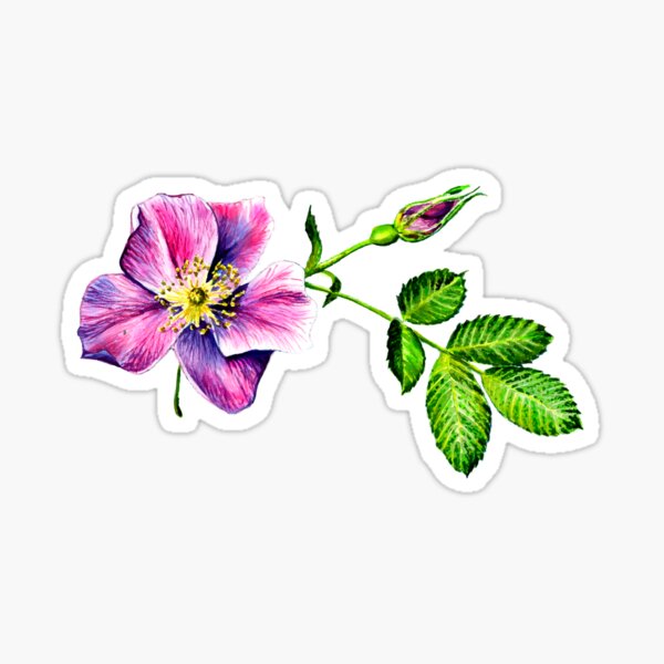 Sticker Sheet – Wildflowers, Watercolor Flower