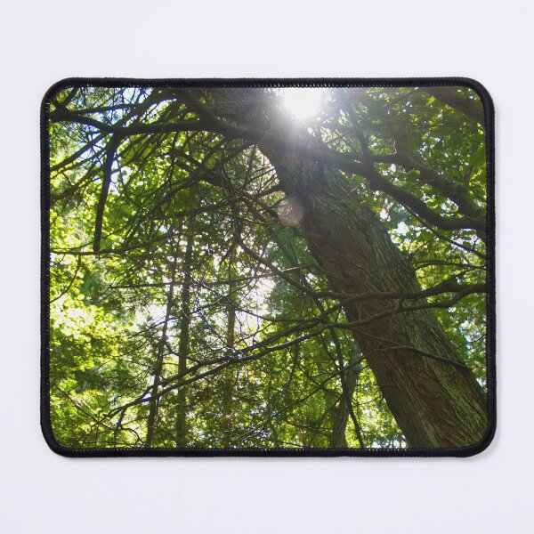 Item preview, Sunlight Through the Forest Canopy designed and sold by FFP Landscapes.