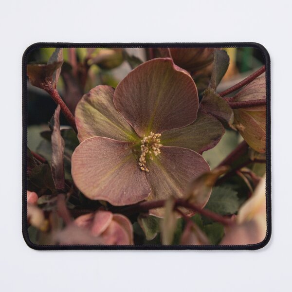 Item preview, Hellebore Flower Dark Pink Macro Botanical Fine Art designed and sold by MDCCo.