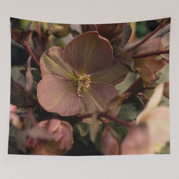 Item preview, Hellebore Flower Dark Pink Macro Botanical Fine Art designed and sold by MDCCo.